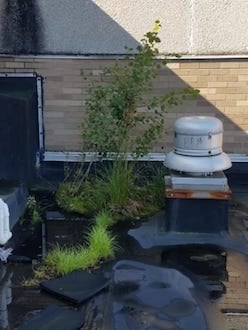 Plant Buildup on Low Slope Roof