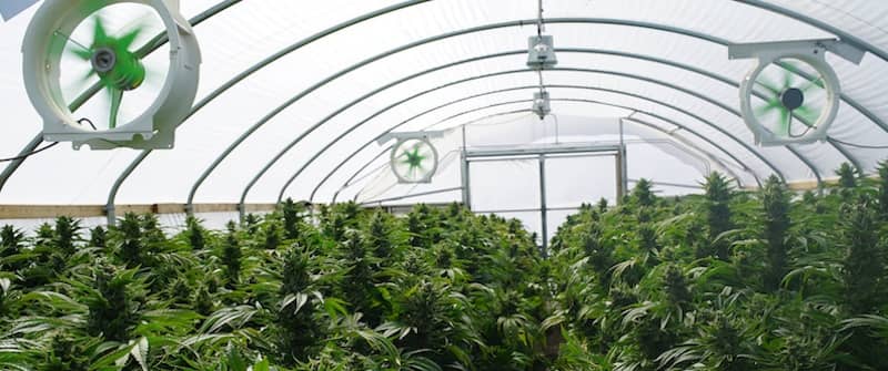 Cannabis Cultivation Facility